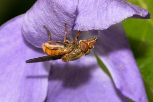 Réf. 253 789 : Rhingia campestris